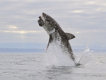 Great White Shark breach (frame 1), Mossel Bay, South Africa