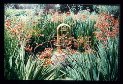 Garden in Mind portfolio