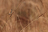 Red-tailed Shrike (juvenile) back view, Bandhavgarh Reserve, India