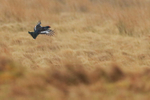 Black Grouse in flight, Scotland