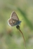 Common Blue Butterfly
