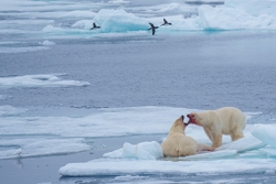 Polar Bear Guillemots and Ivory Gull