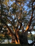 Evening Sunlight By The Limpopo