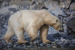 Polar bear 7260