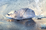 SUNLIGHT THROUGH AN ICE CRYSTAL JOKULSARLON  ICEBERG BEACH ICELAND