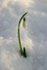 10  Snowdrop