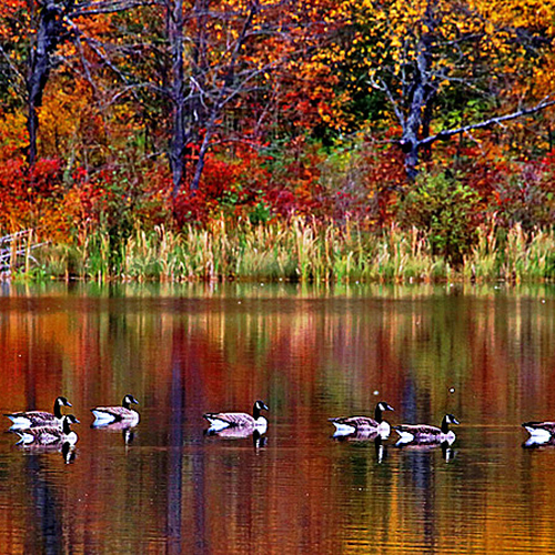 Canada Geese New Brunswick Autumn Foliage