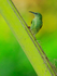 Red-legged Honeycreeper, Osa Peninsula, Costa Rica