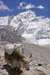 Yak Carrying Baggage