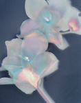 Hellebore