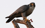 Peregrine Falcon