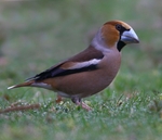 Hawfinch