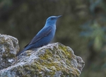 Blue Rock Thrush