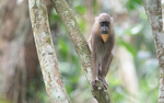 Female mandrill