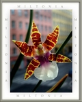 Miltonia clowesii