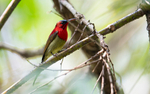 Crimson sunbird