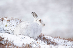 Mountain Hare - Lepus timidus