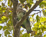 Brown Necked Parrot
