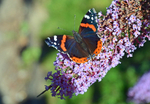 Red Admiral