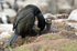 Shag and chicks