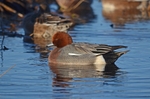 Wigeon