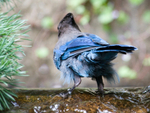 Stellers Jay