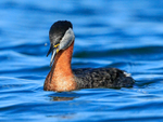 Red-necked Grebe watches insect, Farmoor Reservoir
