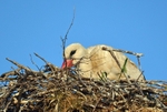 White Stork