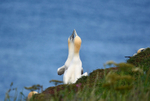 Gannets