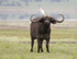 Cape Buffalo with Cattle Egret