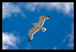 Soaring