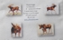 MOOSE PACKAGE of  NOTECARDS