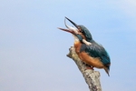 Kingfisher Alcedo Atthis026