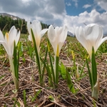 White crocus (Crocus vernus ssp albiflorus) 