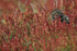 Magellanic Oystercatcher chick, Carcass Island, Falklands
