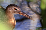 King Rail portfolio