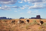 Monument Valley Mules