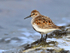 Dunlin (breeding plumage) standing by the edge of the water at Farmoor
