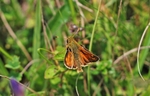 Silver-spotted Skipper