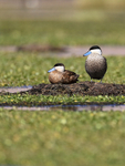 Puna Teals on nest, Rio Putana, Machuca, Chile