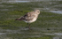 Grey Plover