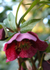 Hellebore 01