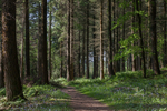 Spruce Woodland Path