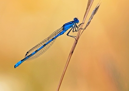 [align=center][size=11][b]Common Blue Damselfly, Kent, England[/b][/size][/align