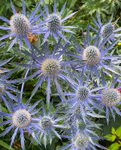 Eryngium