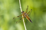 Four Spotted Chaser