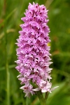 Common Spotted-orchid