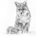 Snowy Fox