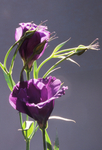 Lisianthus - 131