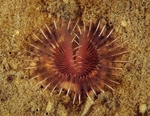 Chone infundibuliformis